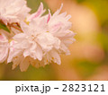 サラサウツギ