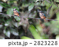カワセミのヒナ