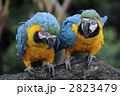 ルリコンゴウインコ