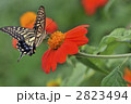 アゲハチョウの吸蜜