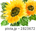 himawali1165pix.