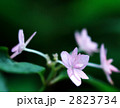 七段花