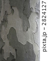 2824127