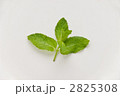 2825308