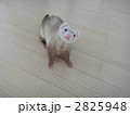 2825948