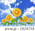 ひまわり