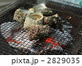 さざえ