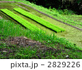 田植えの準備(1)