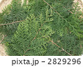 直径55cmのザルに敷いたヒノキの葉