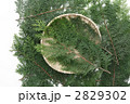 直径30cmのザルとヒノキの葉