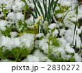 雪解けのアブラナ