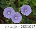 コンボルブルス