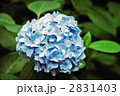 紫陽花