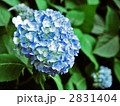 紫陽花