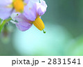 じゃがいもの花