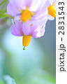 じゃがいもの花