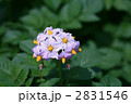 じゃがいもの花