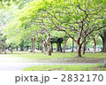 初夏のサルスベリ