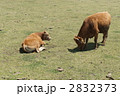 2832373
