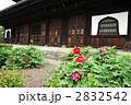 京都　建仁寺の牡丹