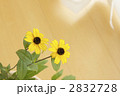 向日葵