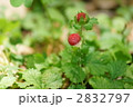 蛇苺の花　毒がないのに毒苺と言われ・・・