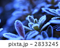 冬のイメージ　霜