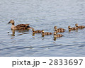 池の中を周遊中のカルガモの親子