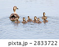 池の中を周遊中のカルガモの親子