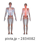 2834082