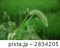 ねこじゃらし