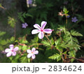2834624