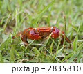 サワガニ