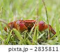 サワガニ