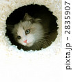 Ragdoll. Ragdoll.