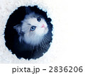 Ragdoll. -2- Ragdoll. -2-