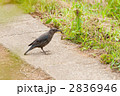 虫を捕まえたイソヒヨドリ