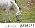 馬
