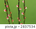 67122