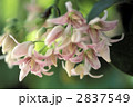 67136 67136