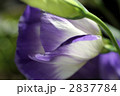 67486