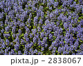 67686