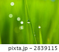 朝露