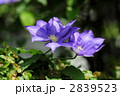 鉄線の花