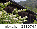 長谷寺のオオデマリ