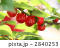 ゆすらうめの実
