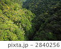 常緑広葉樹の新緑