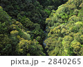 常緑広葉樹の新緑