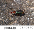 キガシラアオアトキリゴミムシ