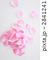 薔薇の花びら俯瞰
